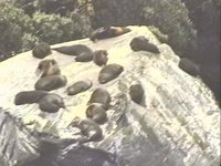 SEALS1.JPG