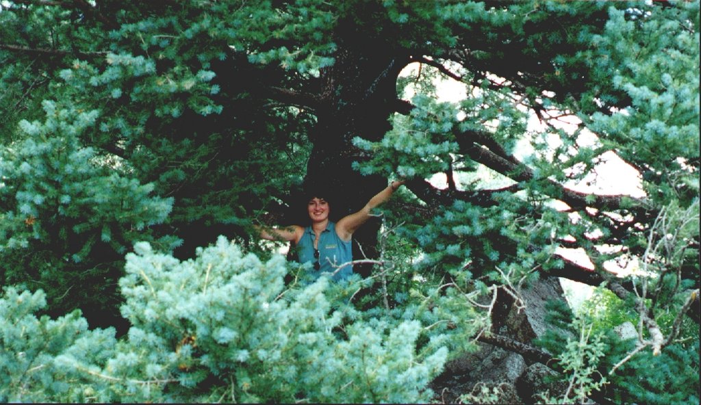 1998/08(August)/Ruidoso/1024x768_1998-rui-tree-q2.jpg