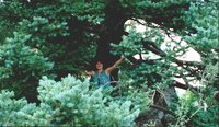 1998-rui-tree-q2.jpg