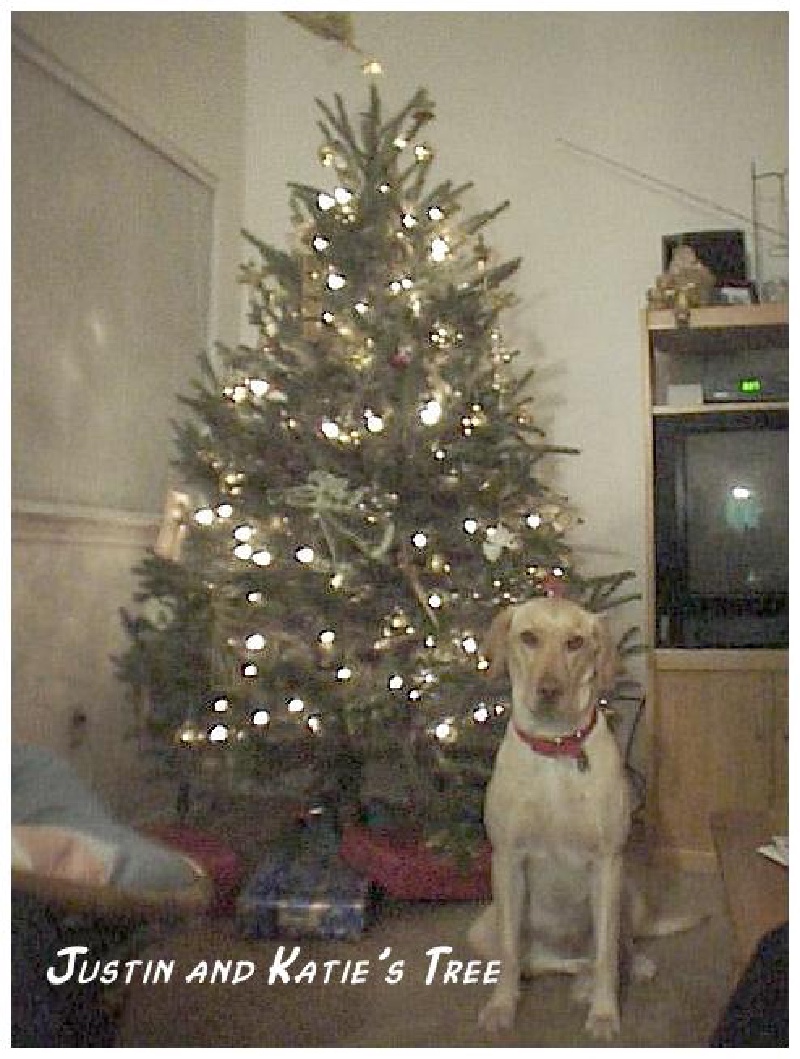 1998/12(December)/Christmas/800x600_1998-12-xmas-x-Tree-Dakota2.jpg
