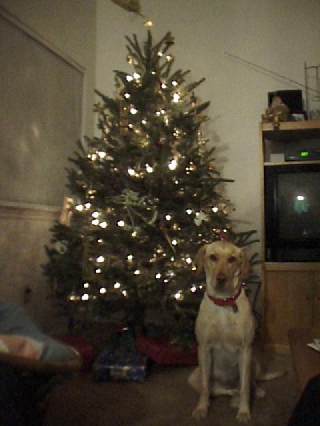 1998-12-Xmas-Tree-Dakota2.jpg