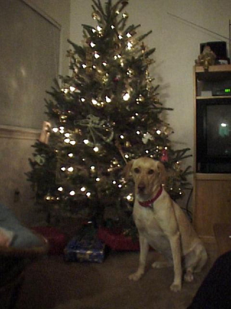 1998/12(December)/Christmas/old/800x600_1998-12-Xmas-Tree-Dakota.jpg
