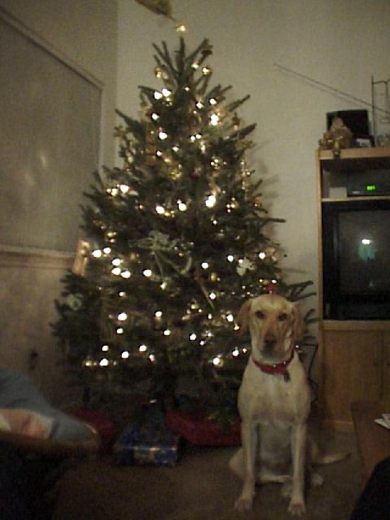 1998/12(December)/Christmas/old/800x600_1998-12-Xmas-Tree-Dakota2.jpg