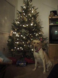 1998-12-Xmas-Tree-Dakota.jpg