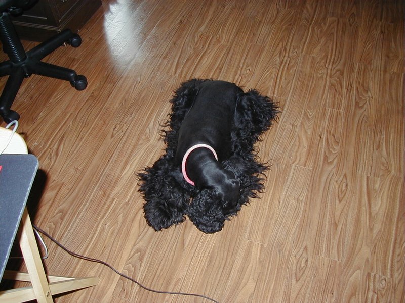 1999/06(June)/New_Camera_Test/800x600_shq.jpg