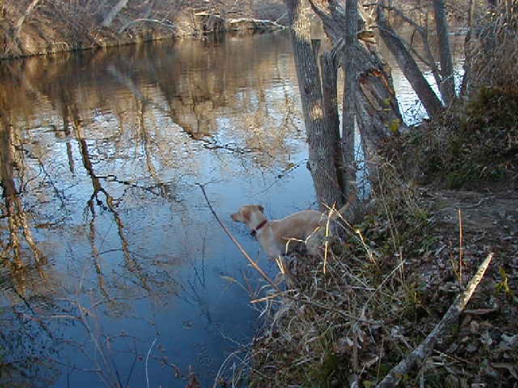 2000/02(February)/camping/1024x768_2000-02-04-Camping-11.jpg