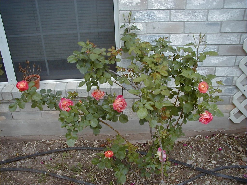 2000-03-18-Roses01.jpg