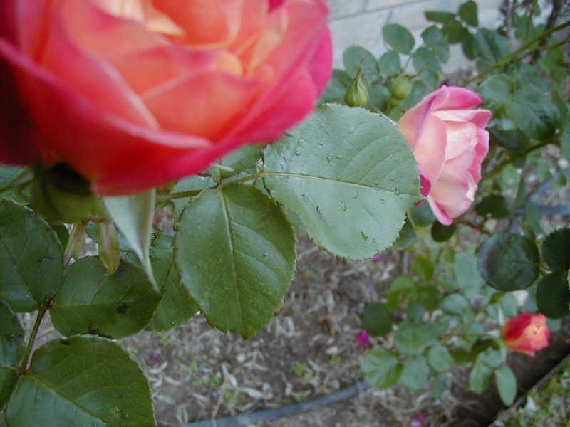2000/03(March)/Misc/800x600_2000-03-18-Roses02.jpg