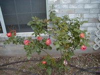 2000-03-18-Roses01.jpg