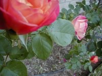 2000-03-18-Roses02.jpg