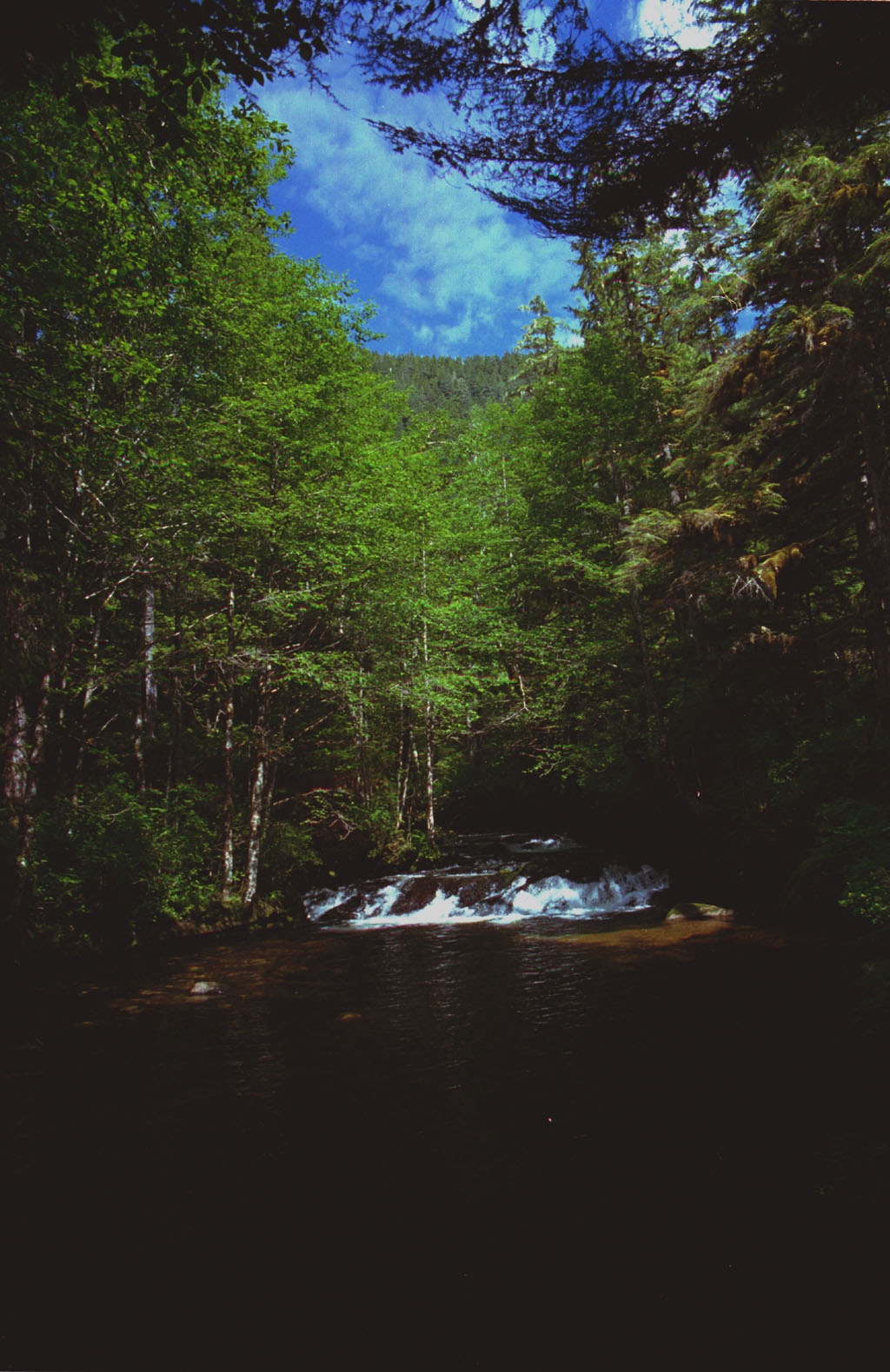 2000/07(July)/Alaska-Cruise-Lasater/1024x768_2000-07-Stream-On-Tongas-Trail-Hike.jpg