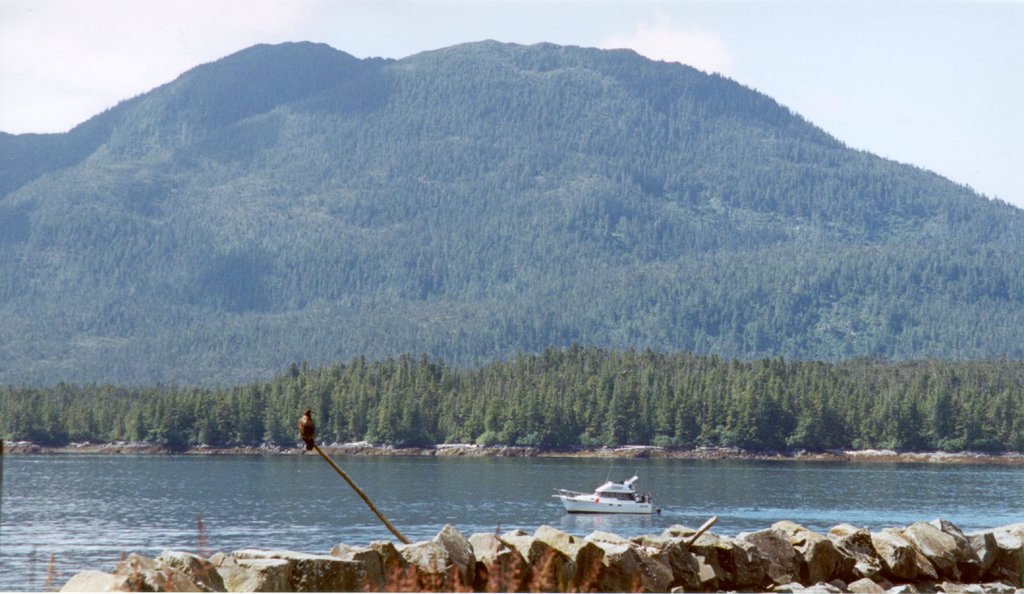 2000/07(July)/Alaska-Cruise-Lasater/1024x768_2000-07-Young-Eagle-Near-Water-In-Ketchikan.jpg