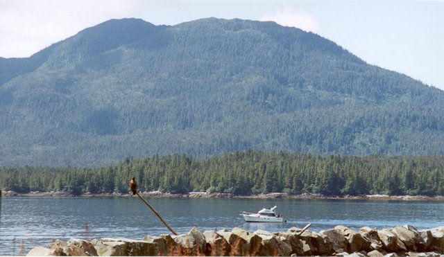 2000/07(July)/Alaska-Cruise-Lasater/640x480_2000-07-Young-Eagle-Near-Water-In-Ketchikan.jpg