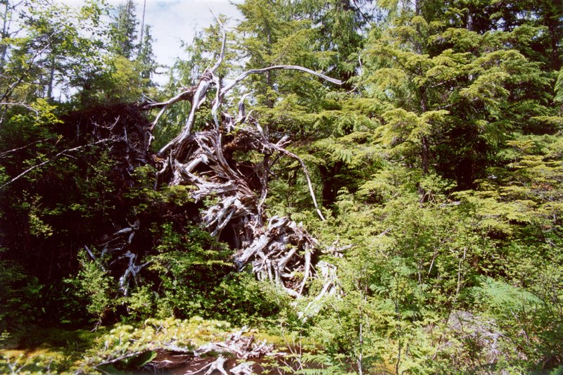 2000/07(July)/Alaska-Cruise-Lasater/800x600_2000-07-Blown-Over-Tree-In-Ketchikan-Hike.jpg
