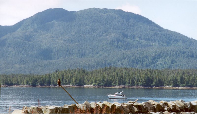 2000/07(July)/Alaska-Cruise-Lasater/800x600_2000-07-Young-Eagle-Near-Water-In-Ketchikan.jpg