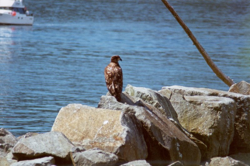 2000/07(July)/Alaska-Cruise-Lasater/800x600_2000-07-Young-Eagle-Near-Water-In-Ketchikan2.jpg