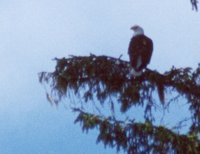 2000-07-Bald-Eagle-In-Tree.jpg