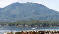 2000-07-Young-Eagle-Near-Water-In-Ketchikan.jpg