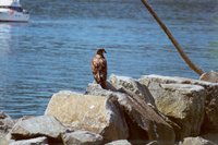 2000-07-Young-Eagle-Near-Water-In-Ketchikan2.jpg