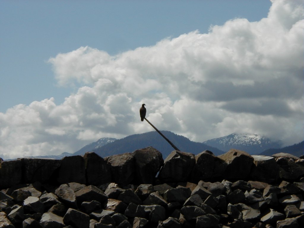 2000/07(July)/Alaska-Cruise/1024x768_2000-07-08-Alaska-Cruise-01-Bald-Eagle-Ketchikan.jpg
