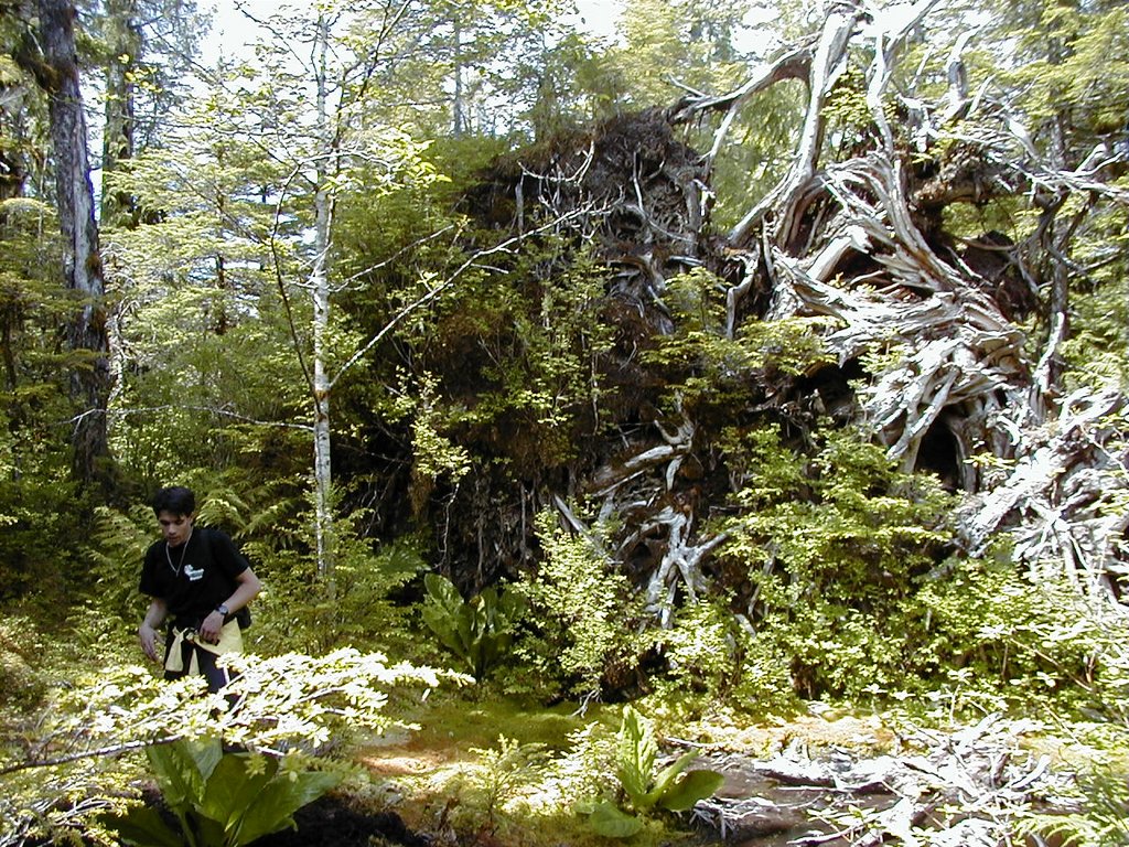 2000-07-08-Alaska-Cruise-06-Jeremy-the-hike-guide-and-uprooted-tree.jpg