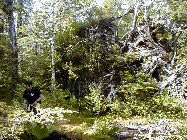 2000-07-08-Alaska-Cruise-06-Jeremy-the-hike-guide-and-uprooted-tree.jpg