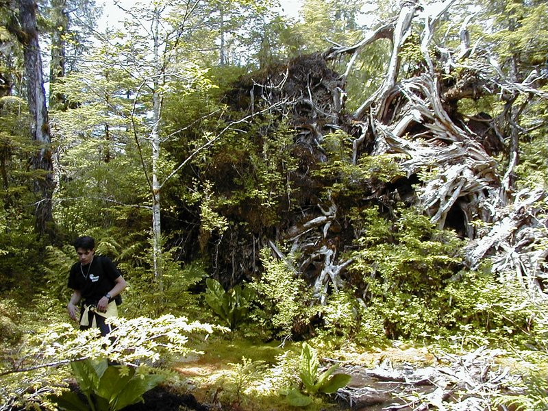 2000-07-08-Alaska-Cruise-06-Jeremy-the-hike-guide-and-uprooted-tree.jpg