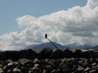 2000-07-08-Alaska-Cruise-01-Bald-Eagle-Ketchikan.jpg