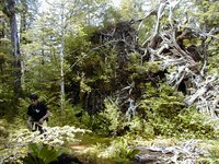 2000-07-08-Alaska-Cruise-06-Jeremy-the-hike-guide-and-uprooted-tree.jpg