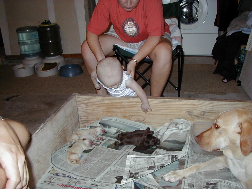 2000-07-15-Dakota-Puppies-5.jpg