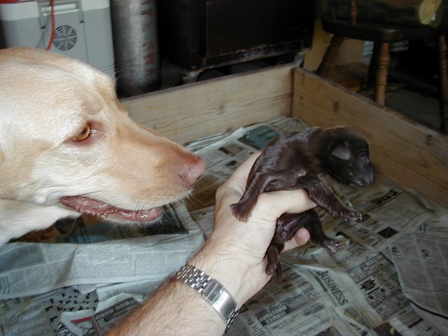2000-07-14-Dakota-Puppies-3.jpg