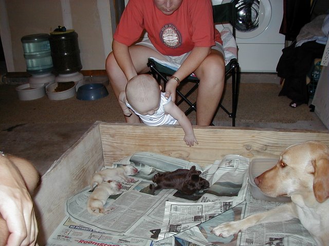 2000-07-15-Dakota-Puppies-5.jpg