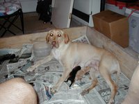 2000-07-15-Dakota-Puppies-4.jpg