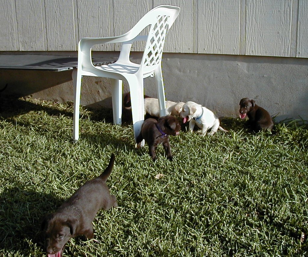 2000-08-11-Puppies-01.JPG