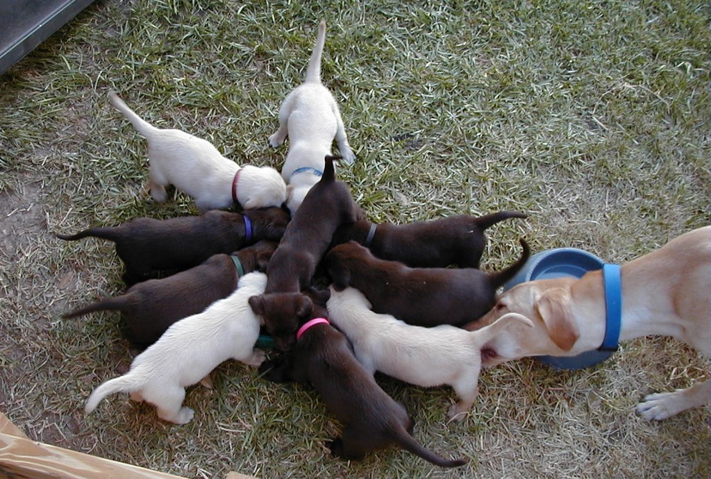 2000-08-11-Puppies-03.JPG
