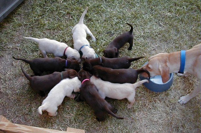 2000/08(August)/Misc/640x480_2000-08-11-Puppies-02.JPG