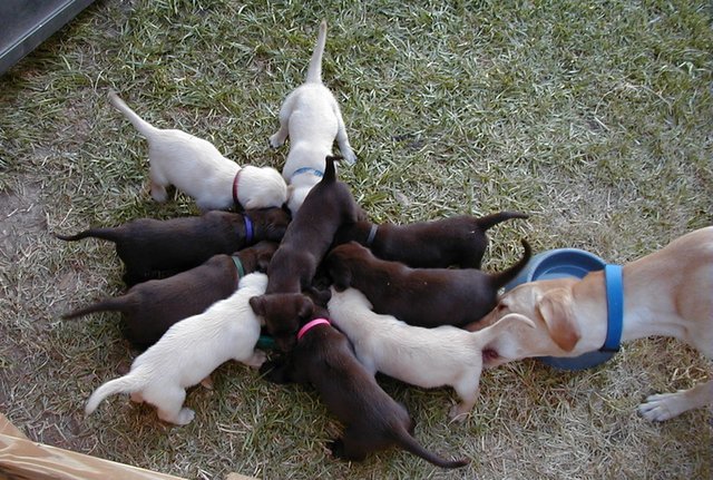 2000-08-11-Puppies-03.JPG