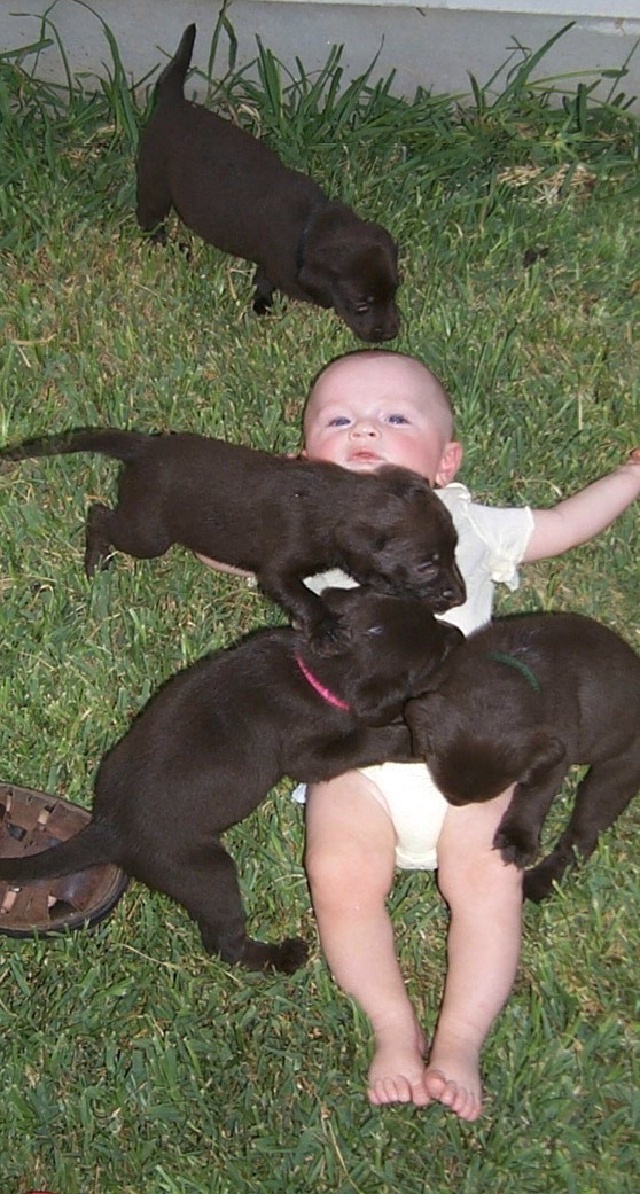 2000-08-11-Puppies-Vale-2.JPG