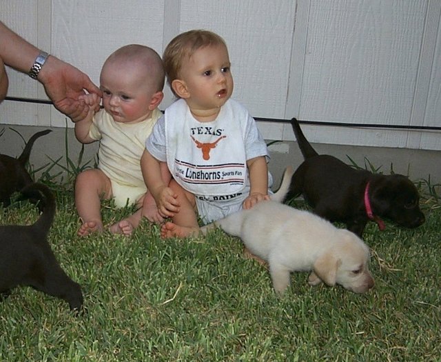 2000/08(August)/Misc/640x480_2000-08-11-Puppies-Vale-Chance-4.JPG