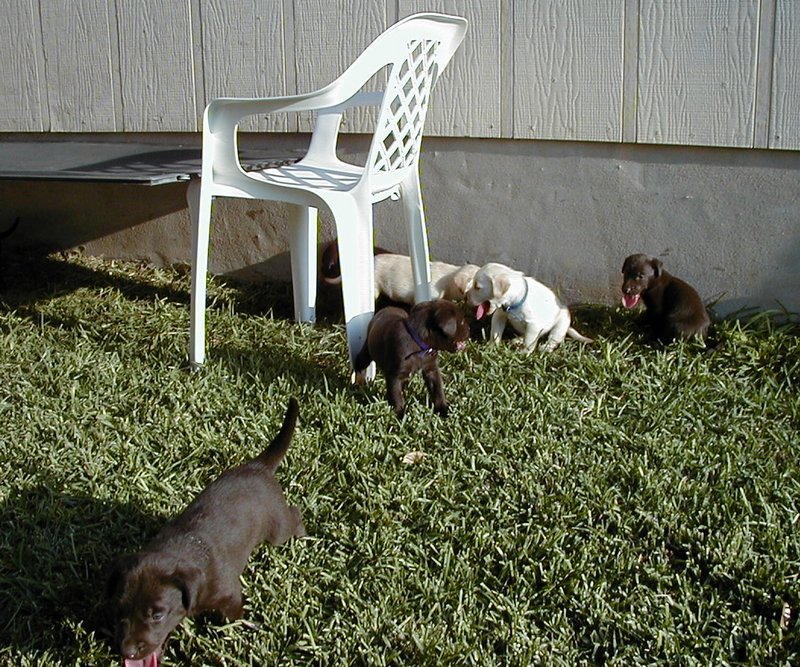 2000-08-11-Puppies-01.JPG