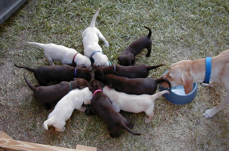 2000-08-11-Puppies-02.JPG