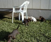 2000-08-11-Puppies-01.JPG