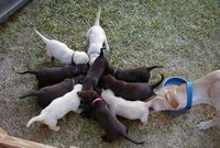 2000-08-11-Puppies-03.JPG