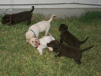 2000-08-11-Puppies-1.JPG