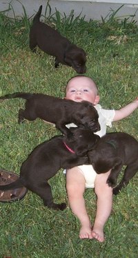 2000-08-11-Puppies-Vale-2.JPG