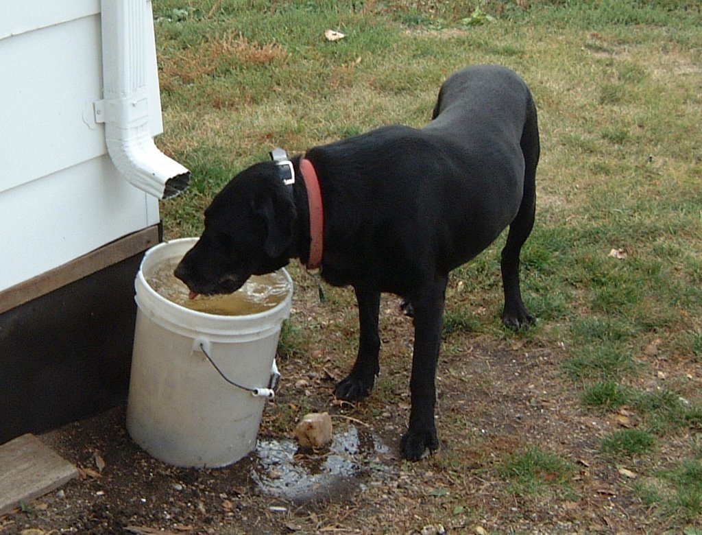 2000-10-25-66-Jack-after-hunting.jpg
