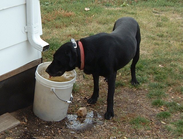 2000/10(October)/SD_Pheasant_Hunting/640x480_2000-10-25-66-Jack-after-hunting.jpg