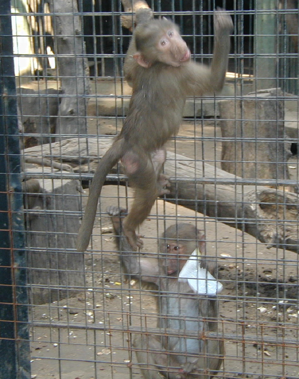 2000-12-27-Argentina-Monkey-in-Monkey-Out-Zoo-28.JPG