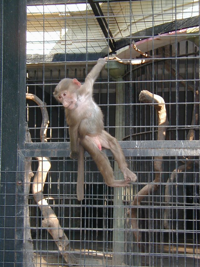 2000-12-27-Argentina-Monkey-got-out-Zoo-29.JPG