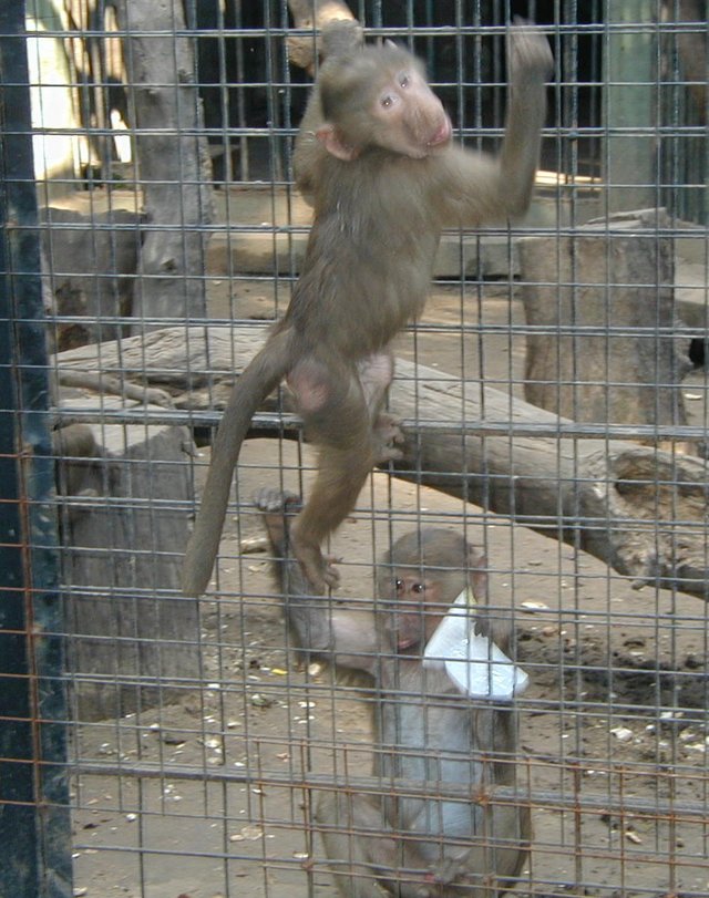 2000/12(December)/Argentina/640x480_2000-12-27-Argentina-Monkey-in-Monkey-Out-Zoo-28.JPG
